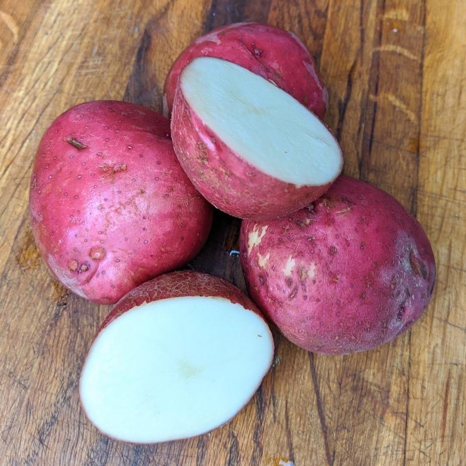 Dark Red Norland Potato vendor-unknown