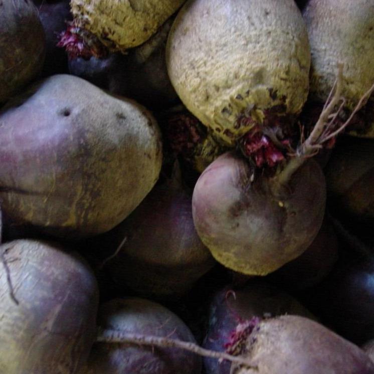 Detroit Dark Red Beet vendor-unknown