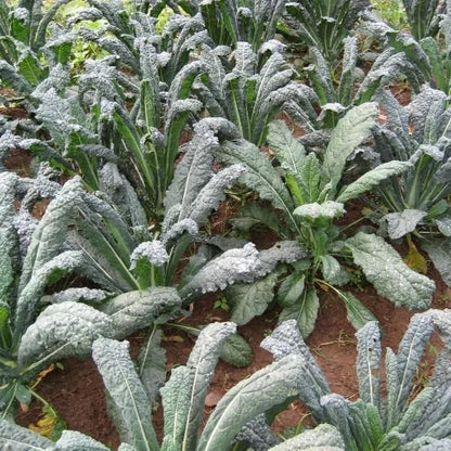 Dino Kale vendor-unknown