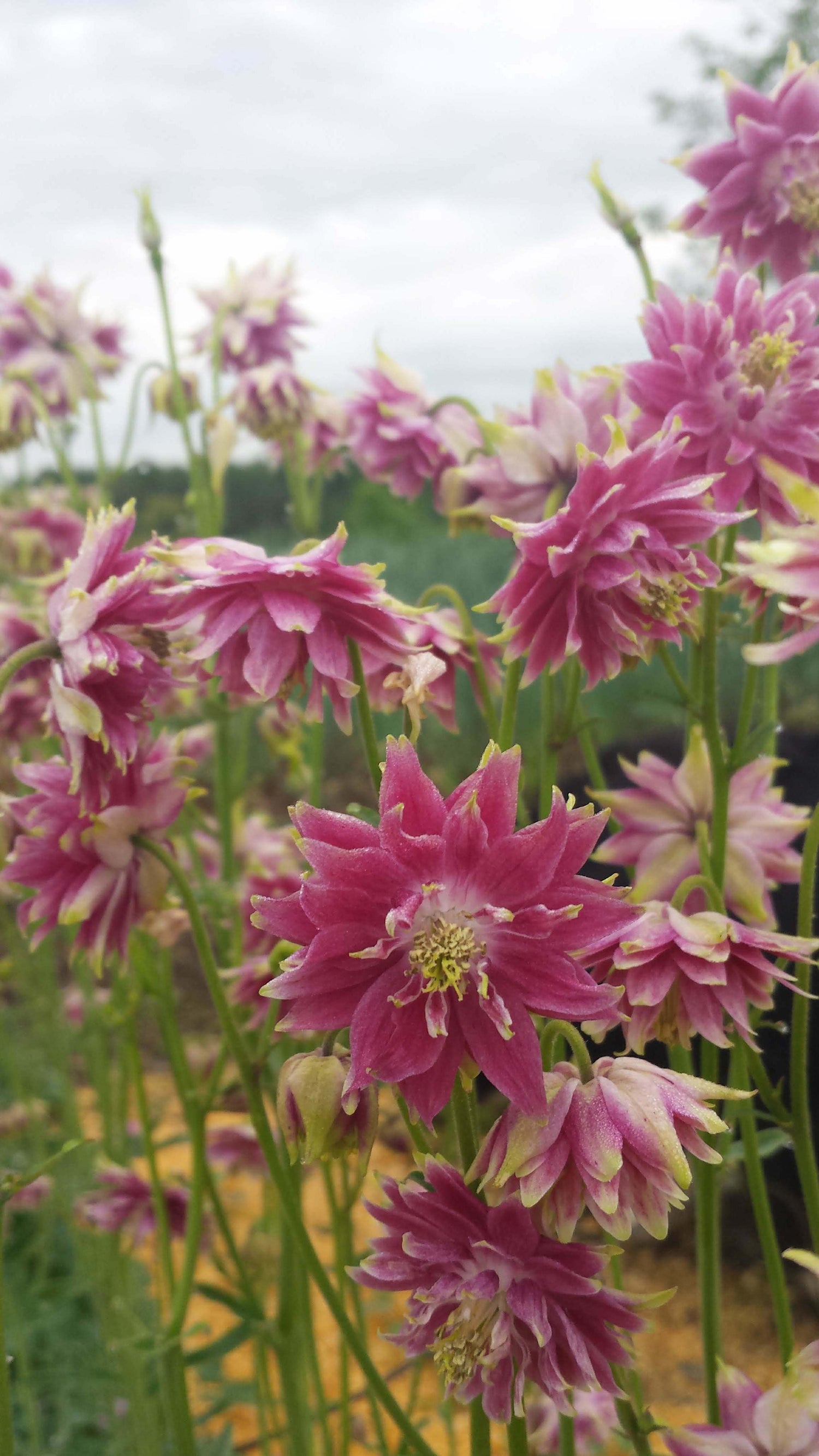 Double Take Columbine vendor-unknown