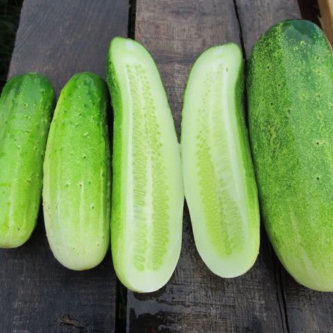 Silver Slicer Cucumber