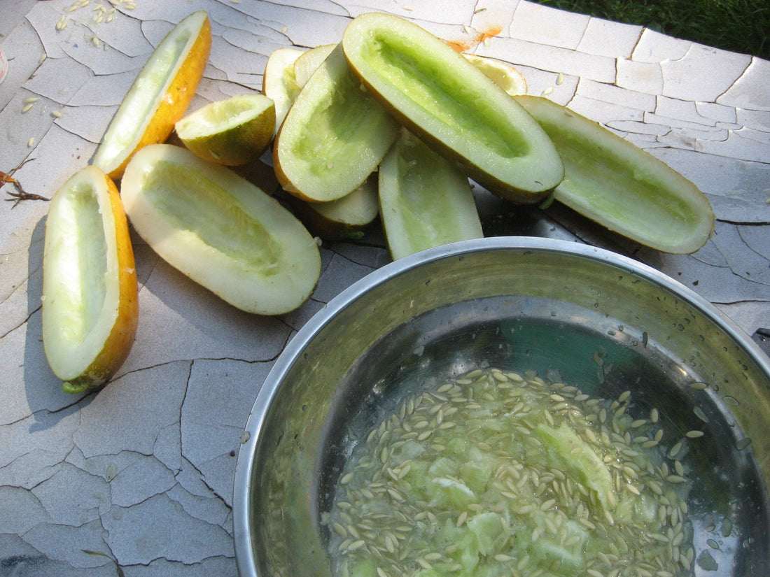 Double Yield Cucumber vendor-unknown