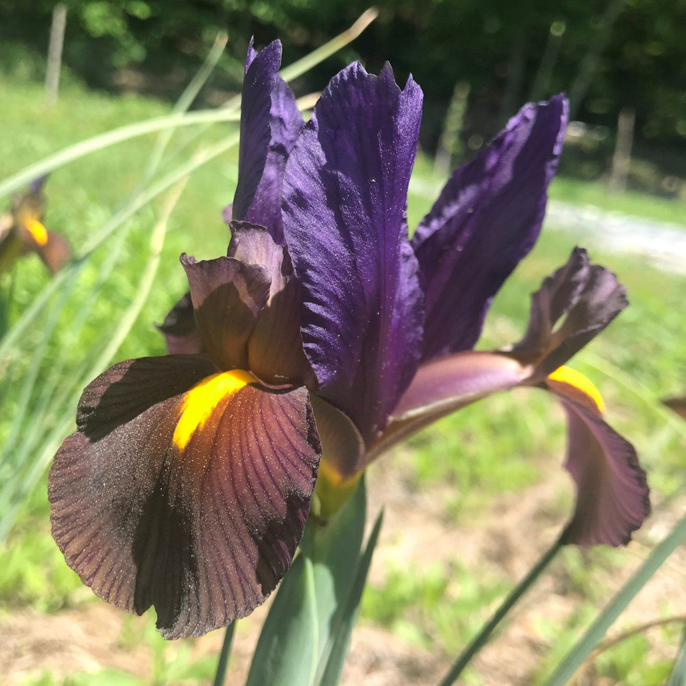 Dutch Iris 