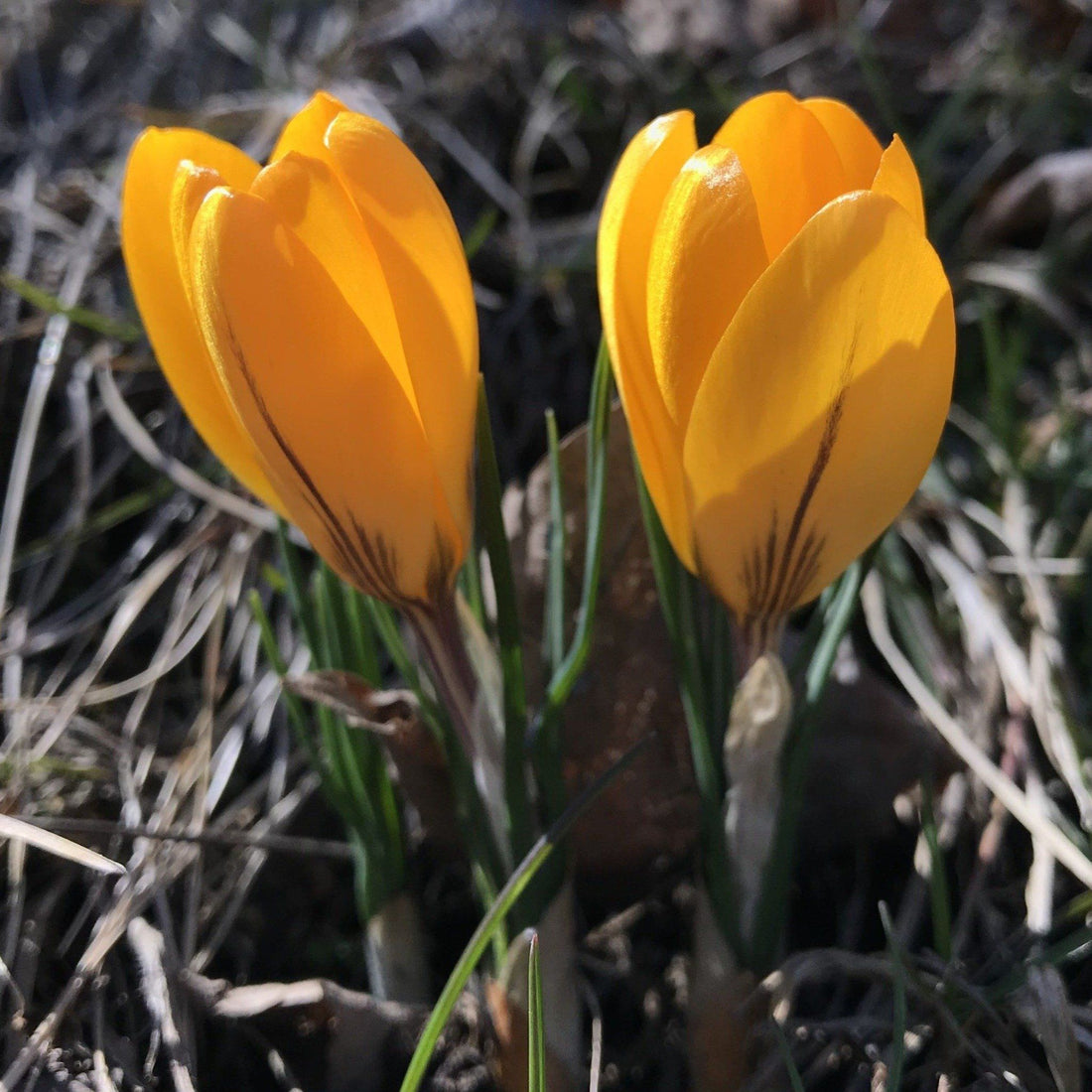 Dutch Large Flowering Crocus "Golden Yellow" vendor-unknown