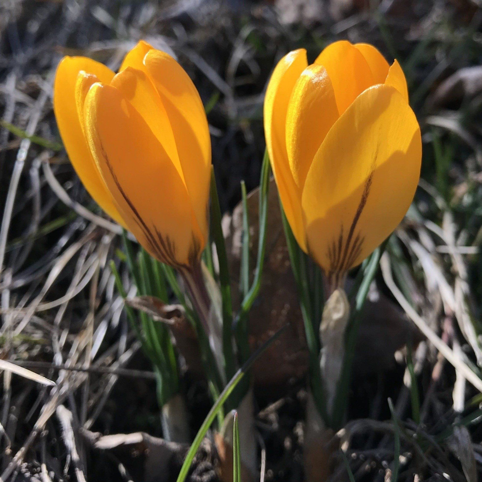 Dutch Large Flowering Crocus &quot;Golden Yellow&quot; vendor-unknown