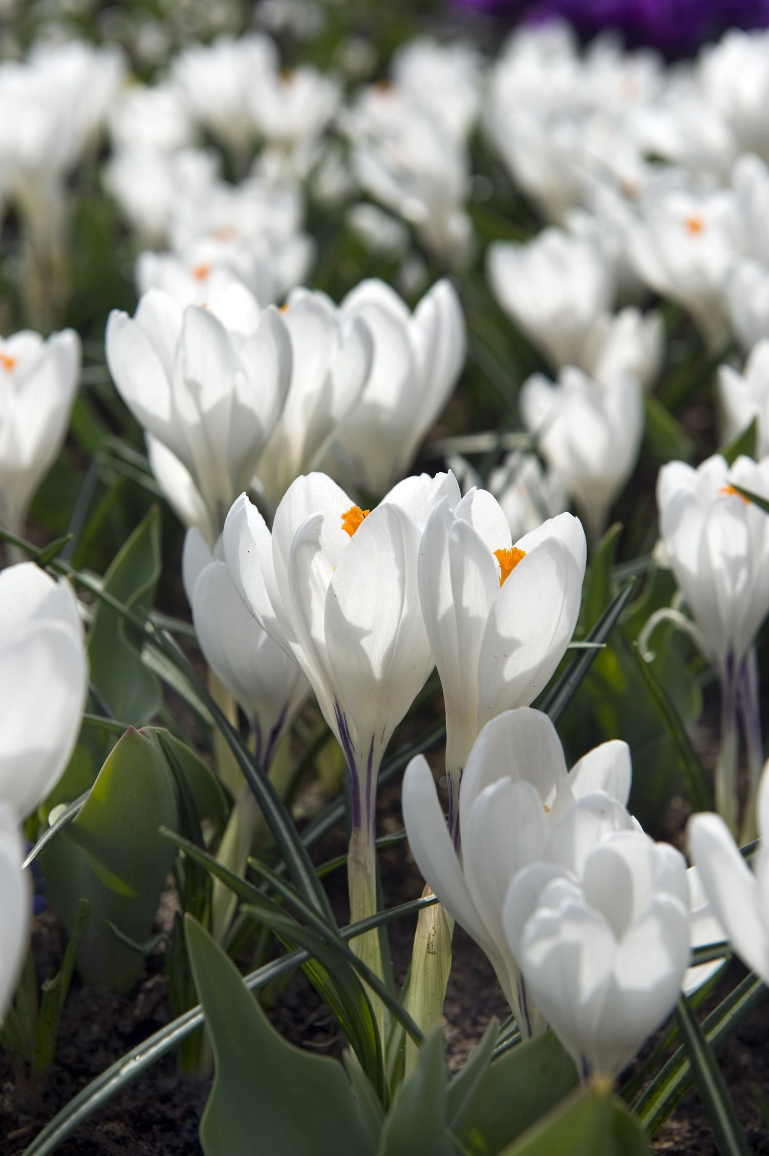 Dutch Large Flowering Crocus &quot;Jeanne d&