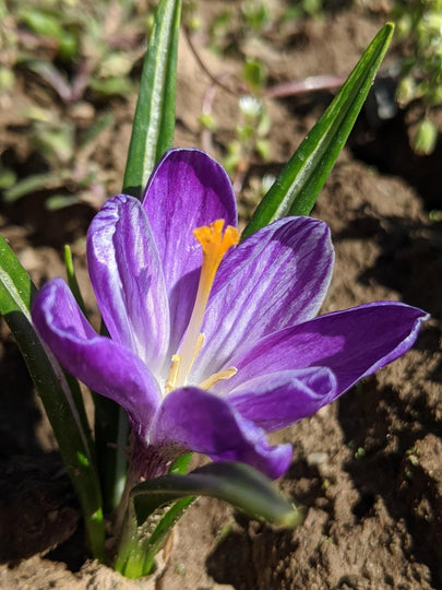 Dutch Large Flowering Crocus 