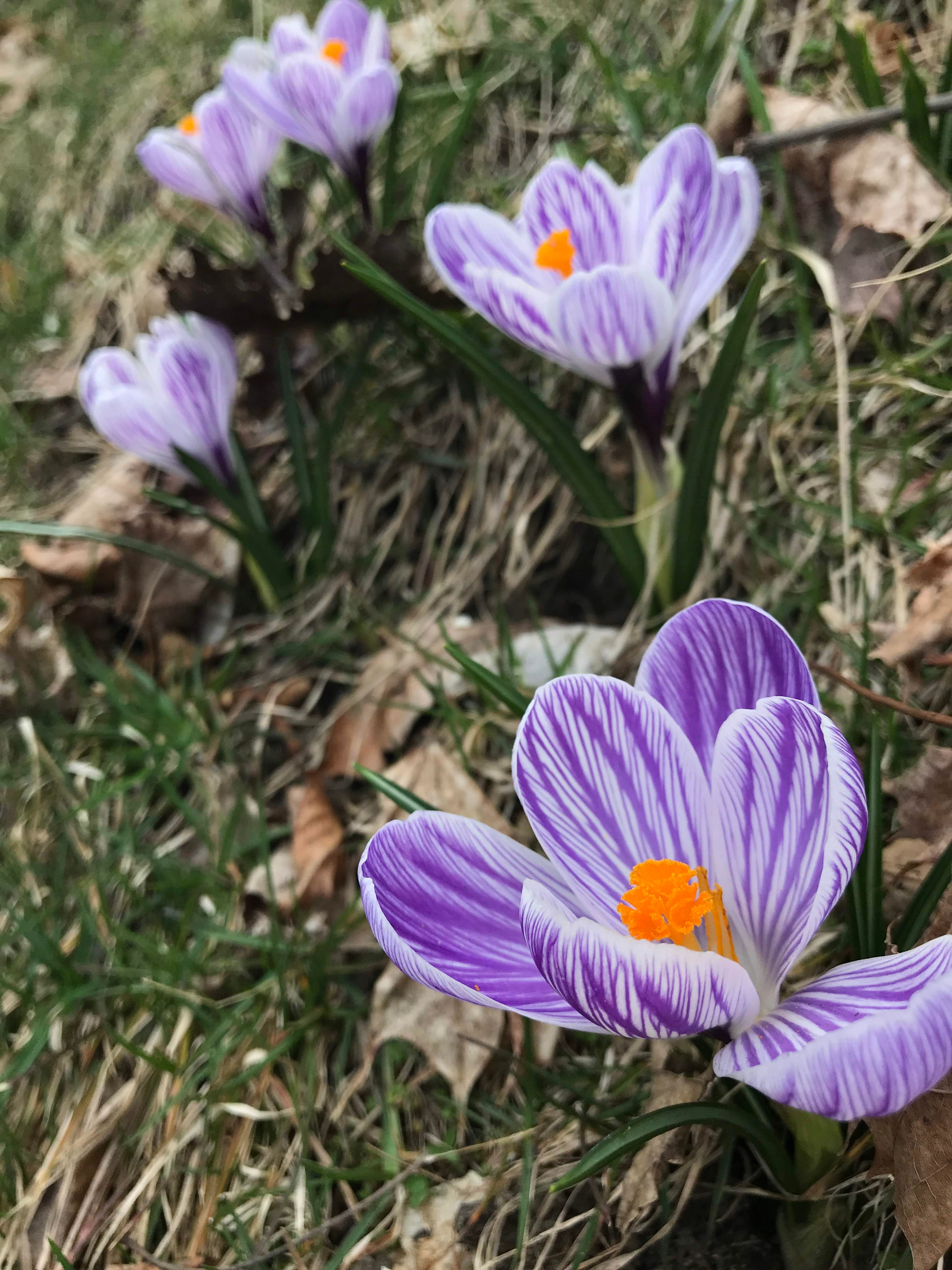 Dutch Large Flowering Crocus &quot;Pickwick&quot; vendor-unknown