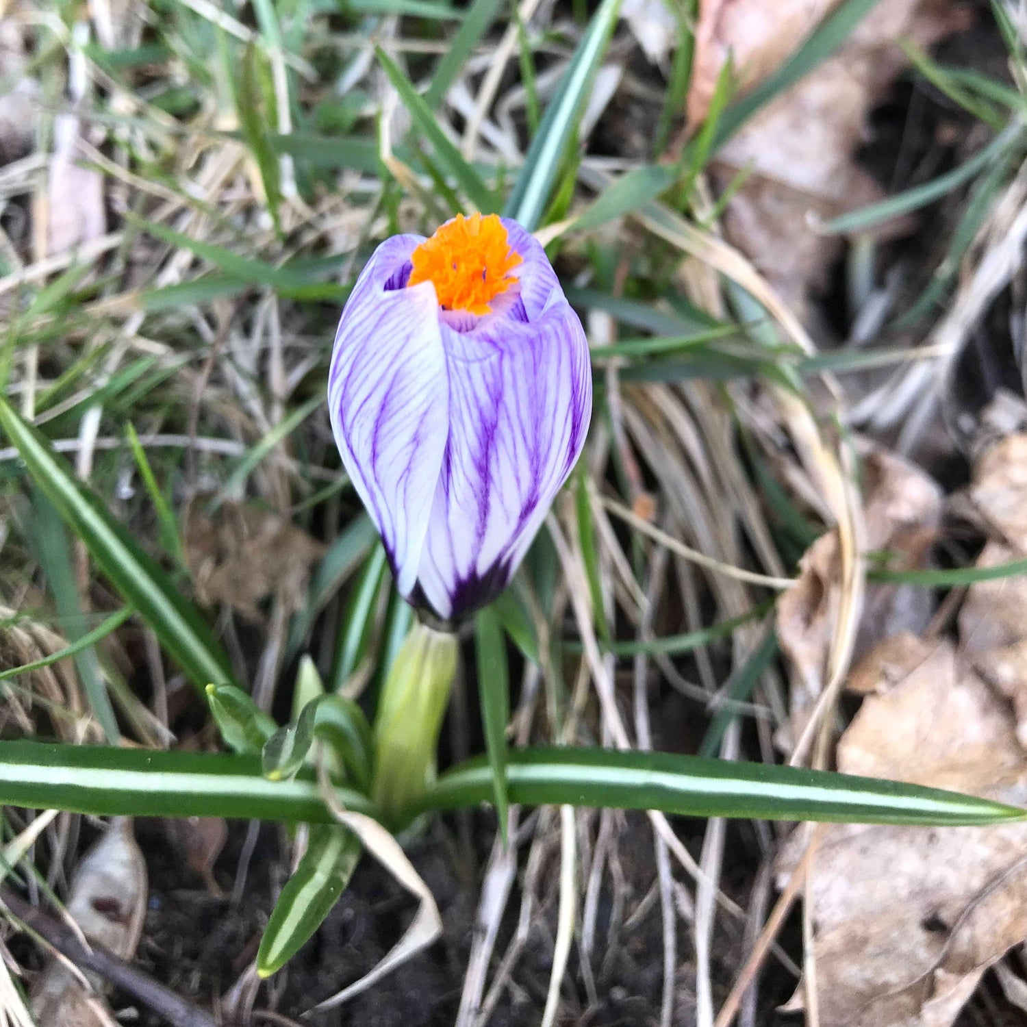 Dutch Large Flowering Crocus &quot;Pickwick&quot; vendor-unknown