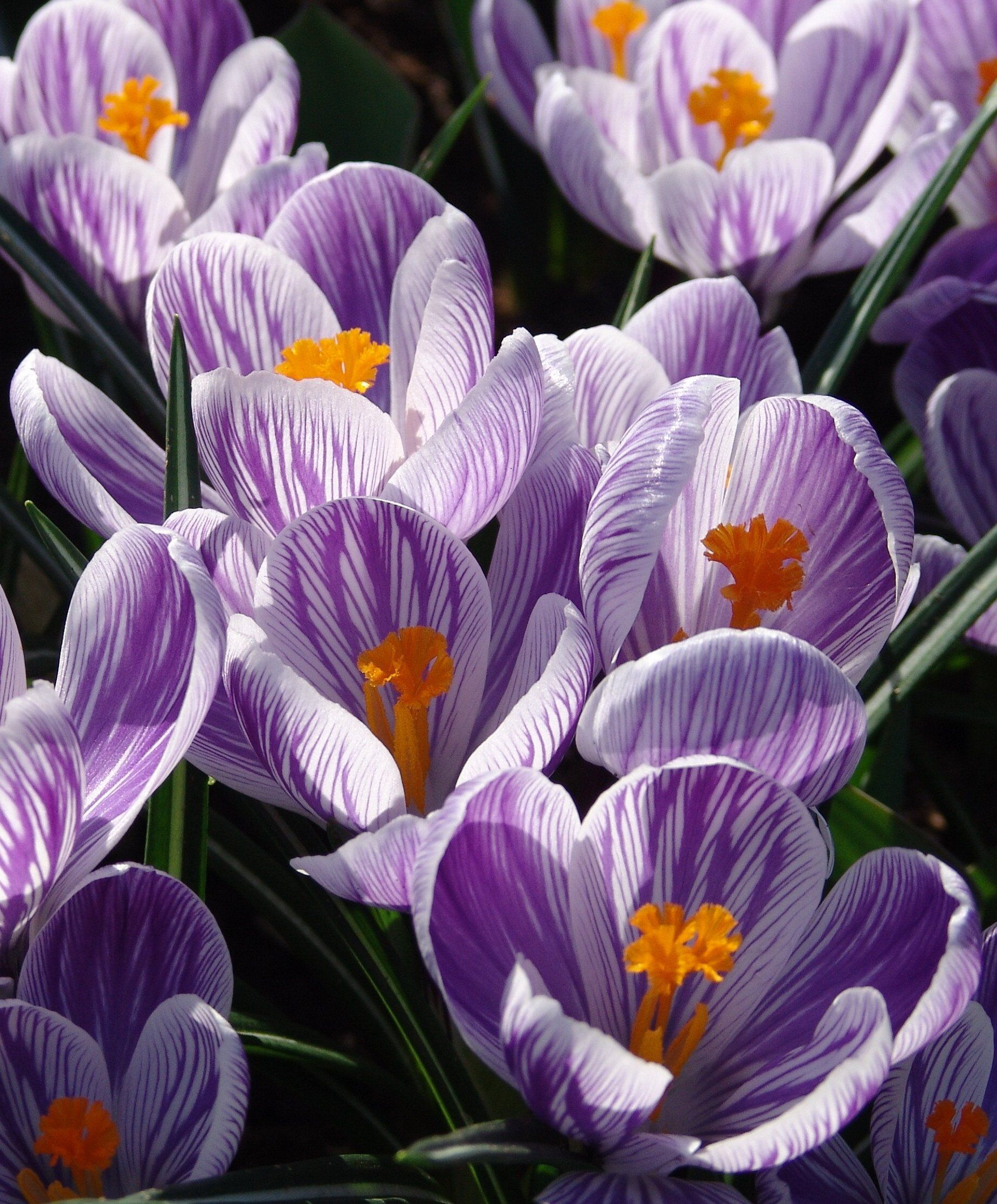 Dutch Large Flowering Crocus "Pickwick" vendor-unknown