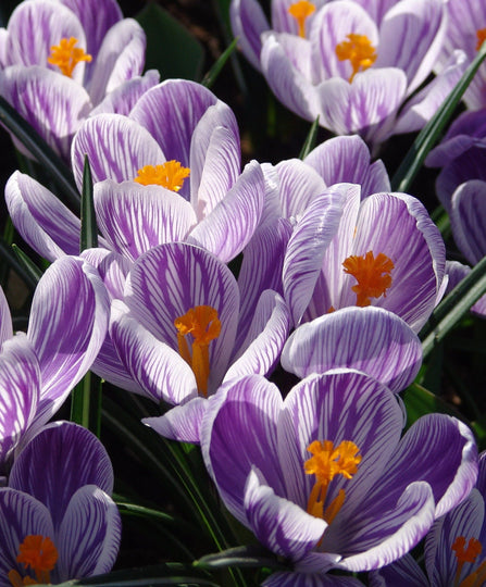 Dutch Large Flowering Crocus 