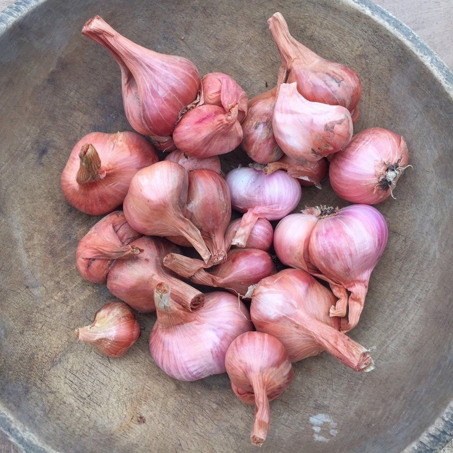 Dutch Red Shallot vendor-unknown