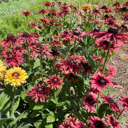 Caramel Mix Rudbeckia