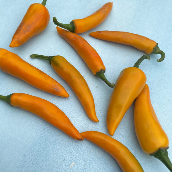 Bulgarian Carrot Chile Pepper