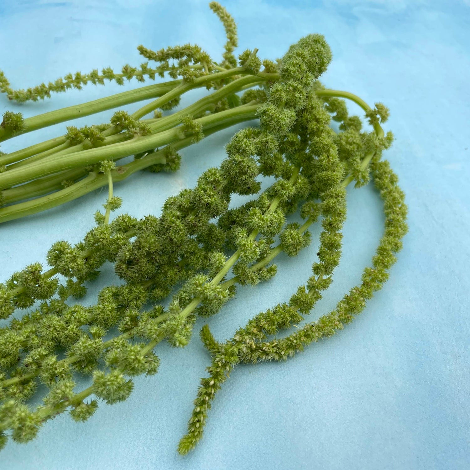 Emerald Tassels Amaranth