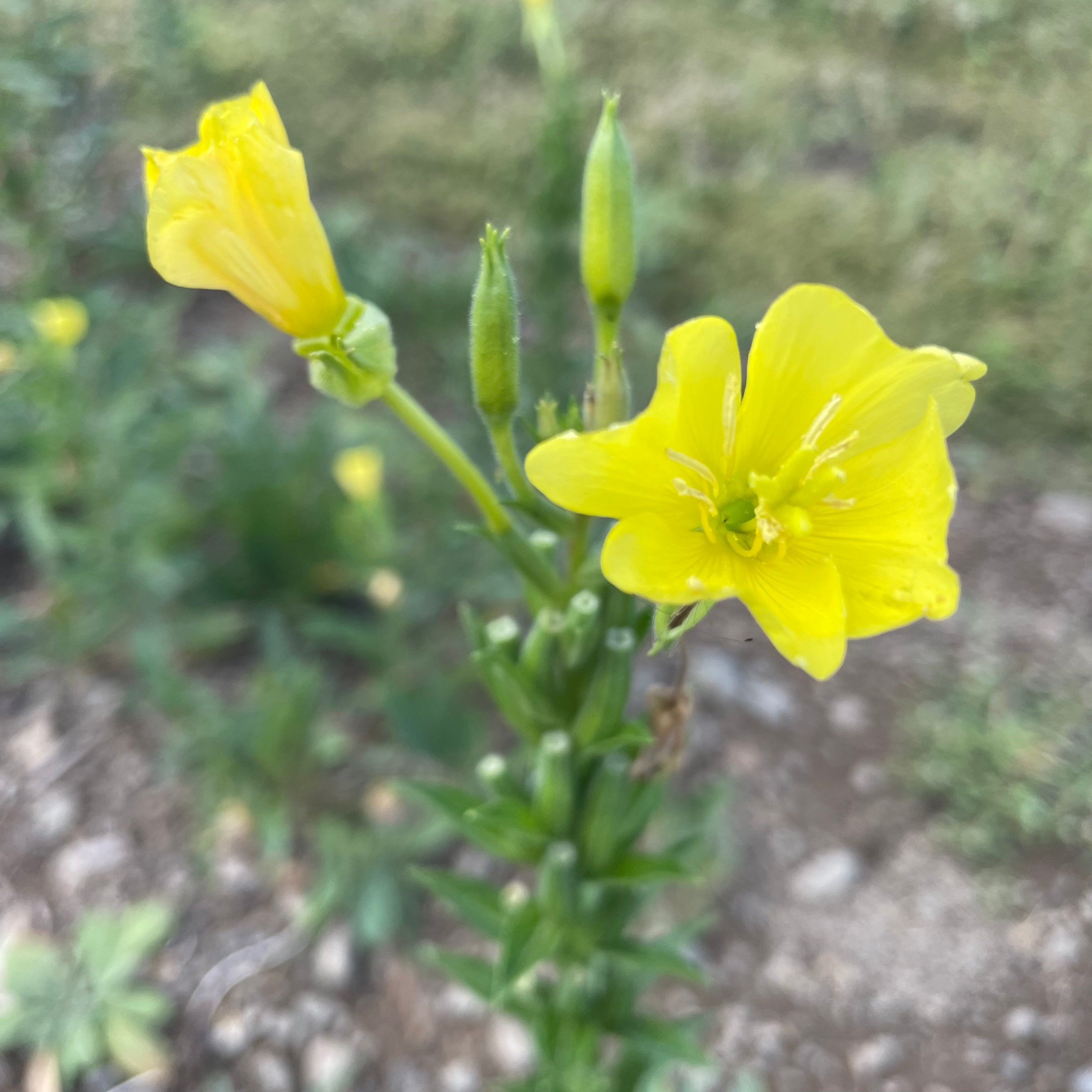 Northeast Native Wildflower Seed Mix