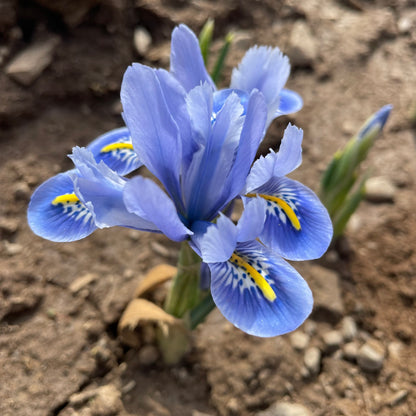 Rock Iris reticulata &