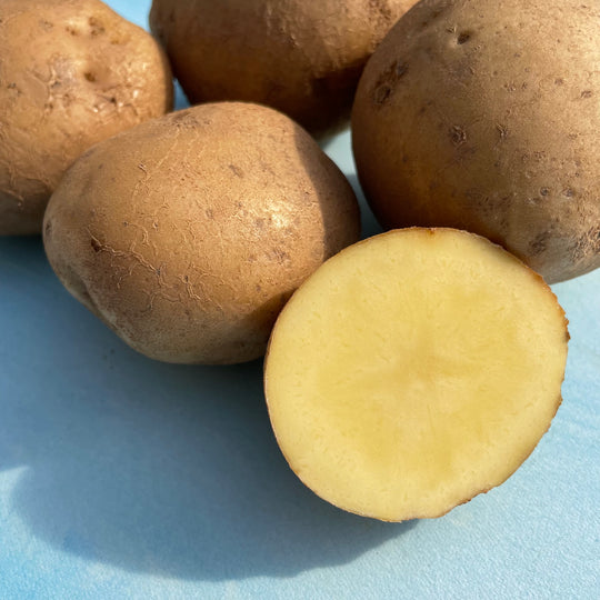 Keuka Gold Potato