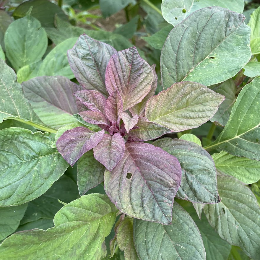 New Mexico Amaranth