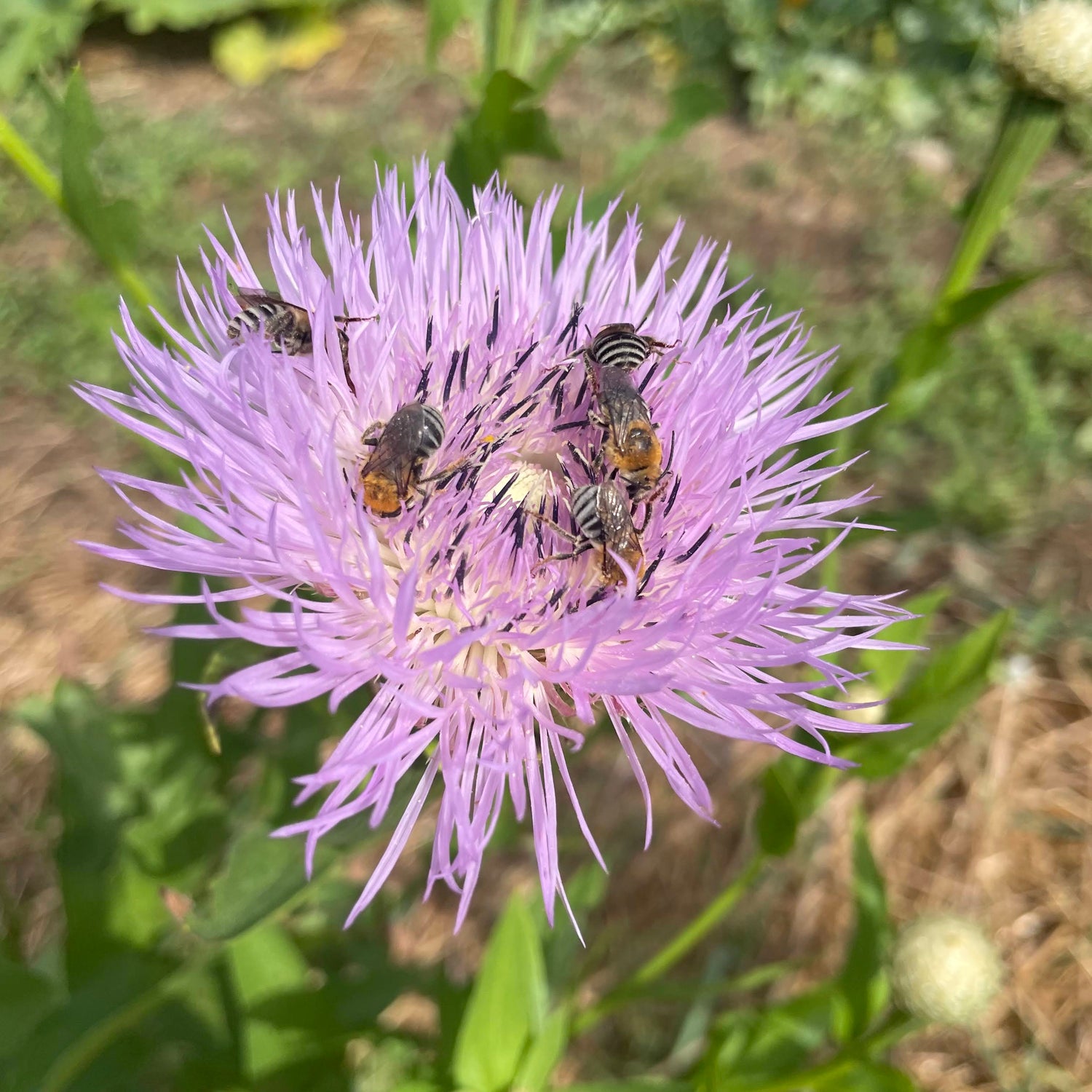 Basketflower