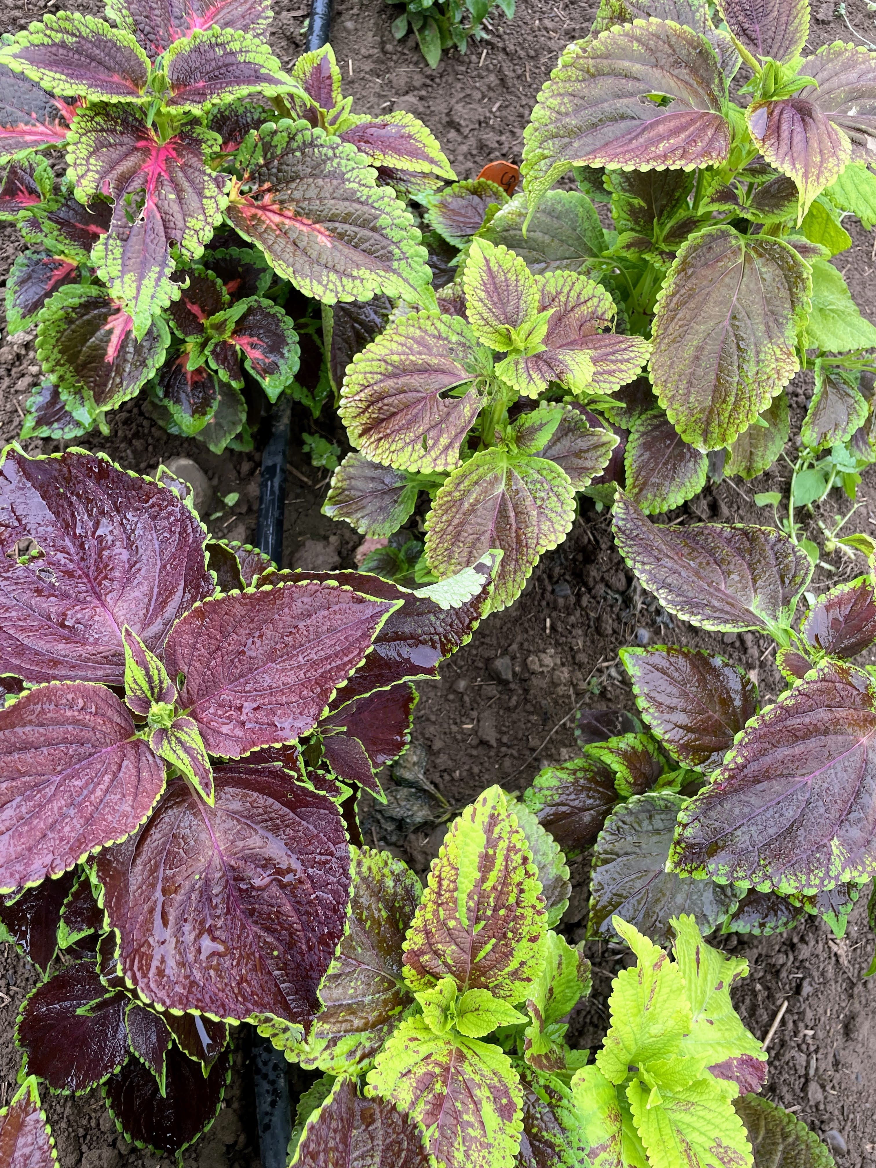 Rainbow Mix Coleus