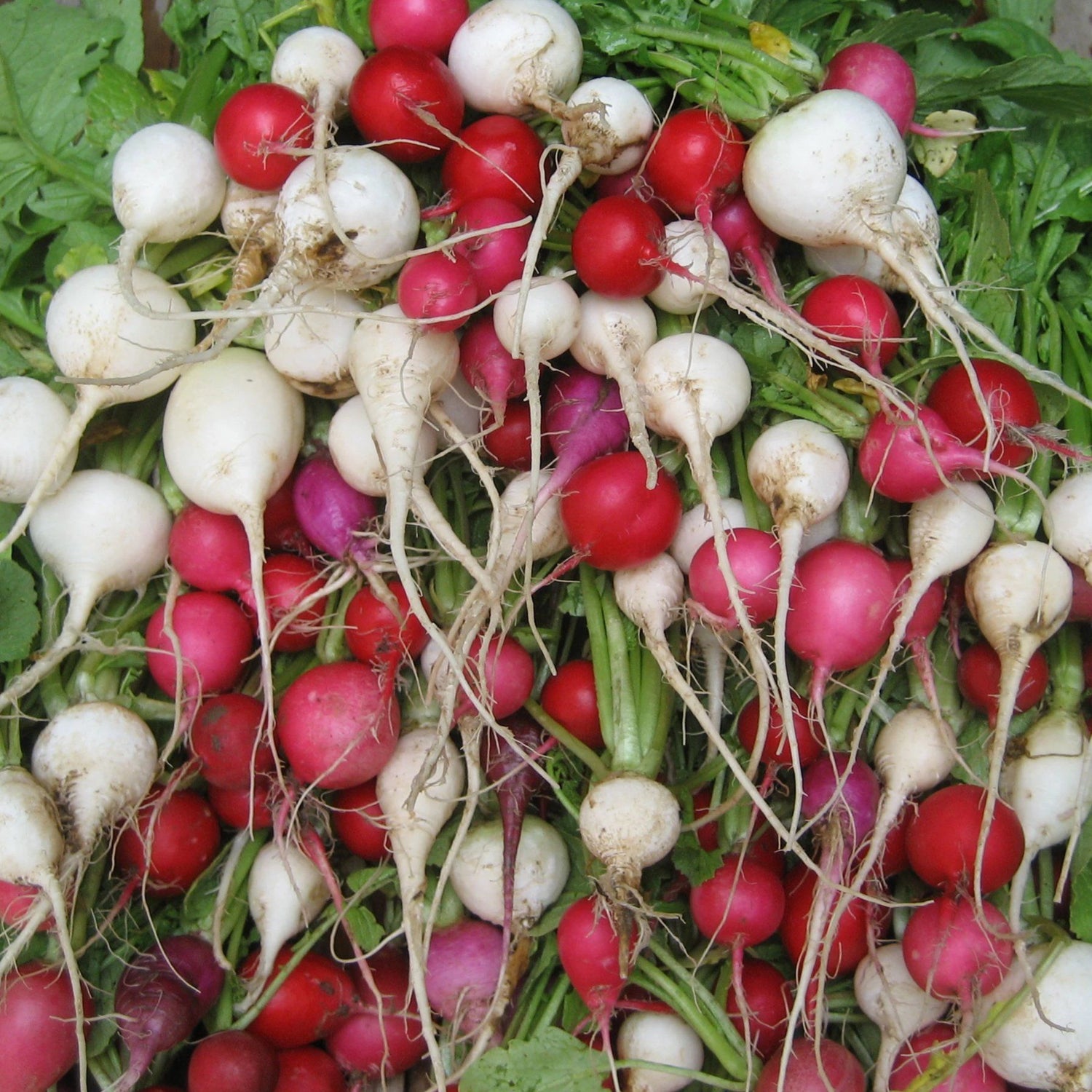 Easter Egg Radish vendor-unknown