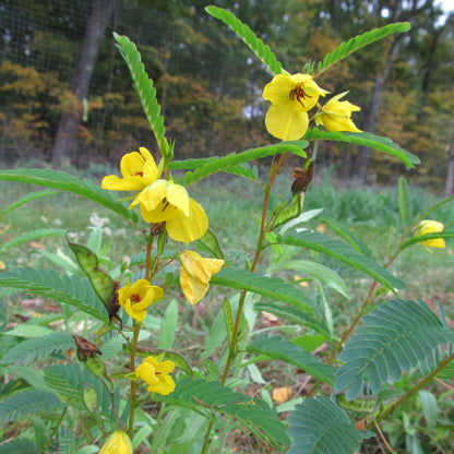 Eastern Pollinator Mix vendor-unknown