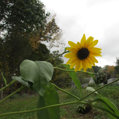 Eastern Pollinator Mix vendor-unknown