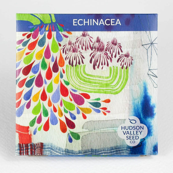 Echinacea Organic Seeds 150 Seeds / Organic