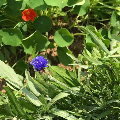 Edible Flower Mix vendor-unknown