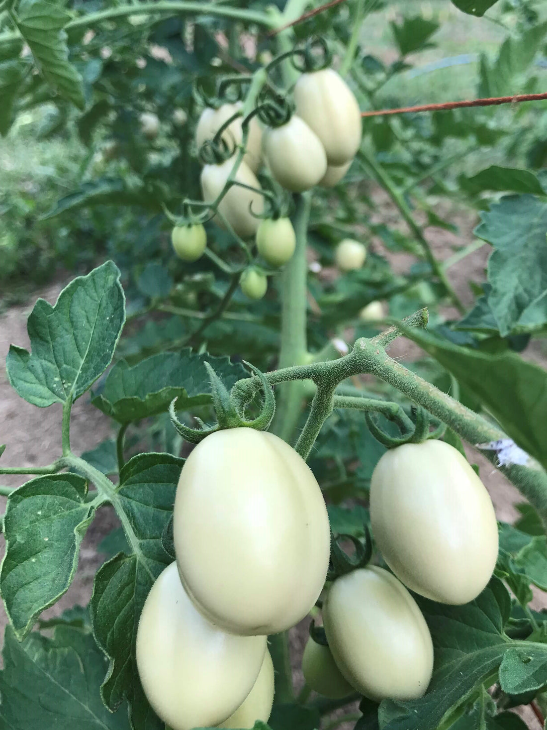 Ei Von Phuket Tomato