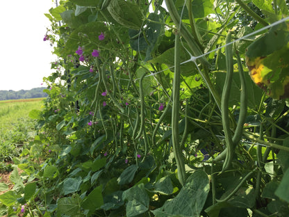 Emerite Pole Bean vendor-unknown