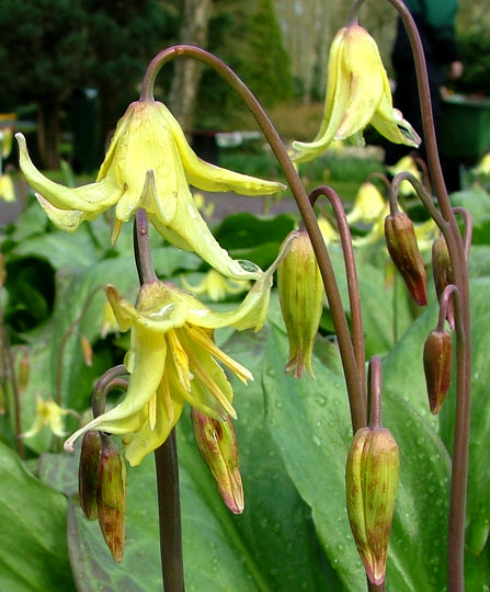 Erythronium californicum 'Pagoda'