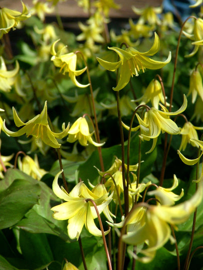 Erythronium californicum 'Pagoda'