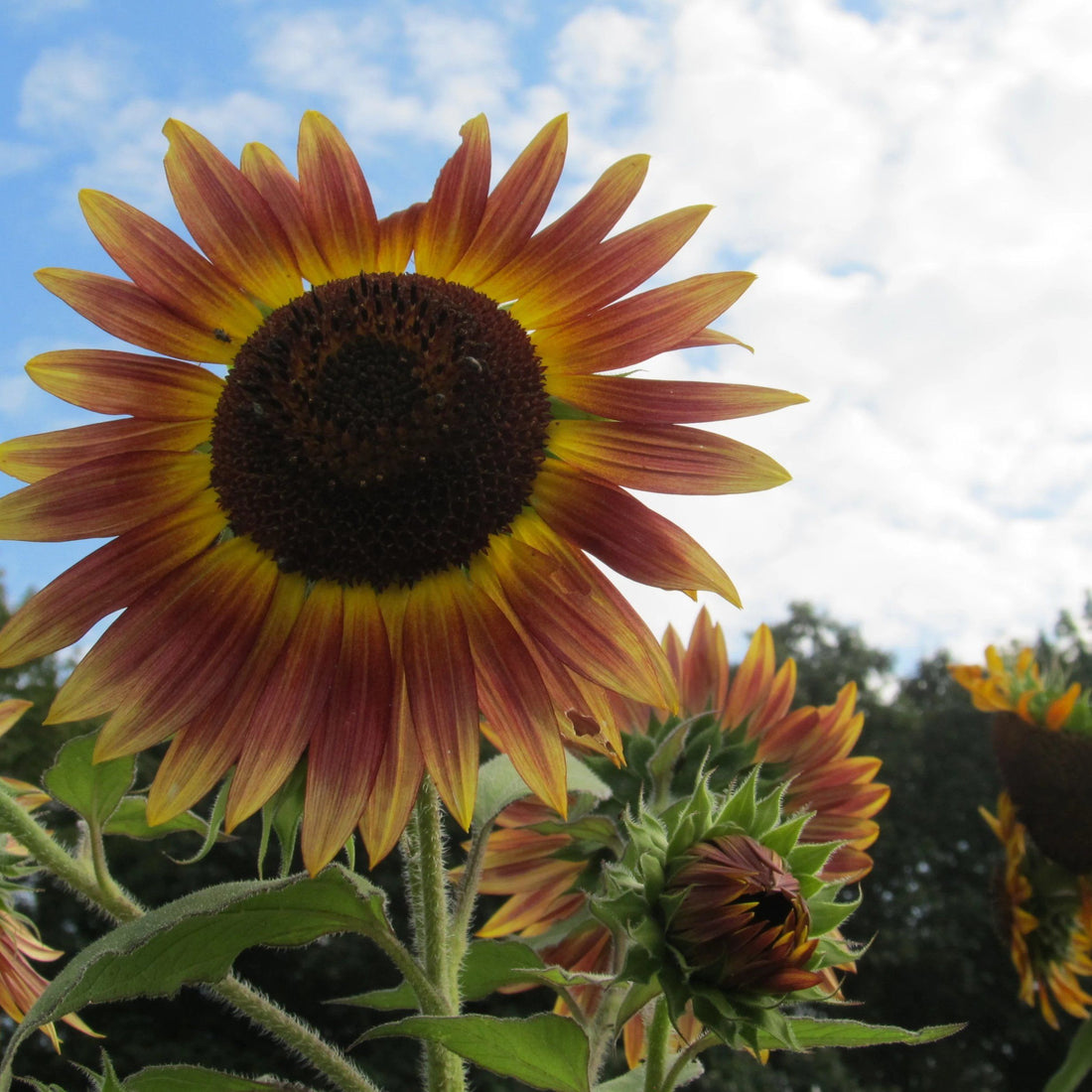 Evening Sun Sunflower vendor-unknown