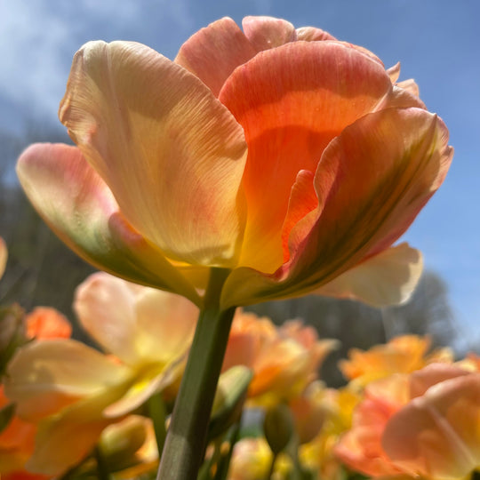 Tulip 'Charming Beauty'