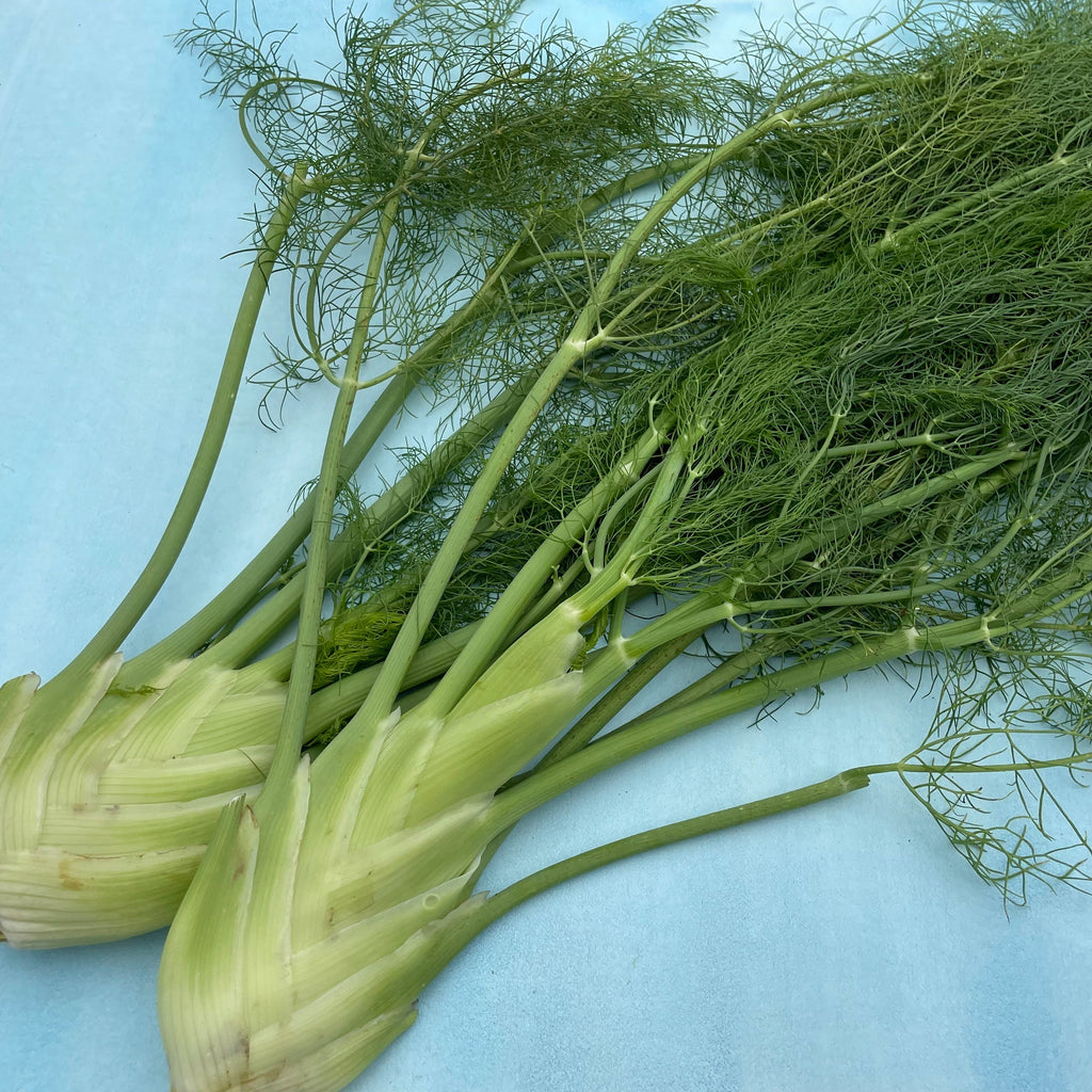 Florence Fennel Organic Seeds Hudson Valley Seed Company