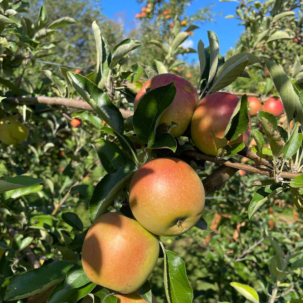 Esopus Spitzenberg Apple Tree