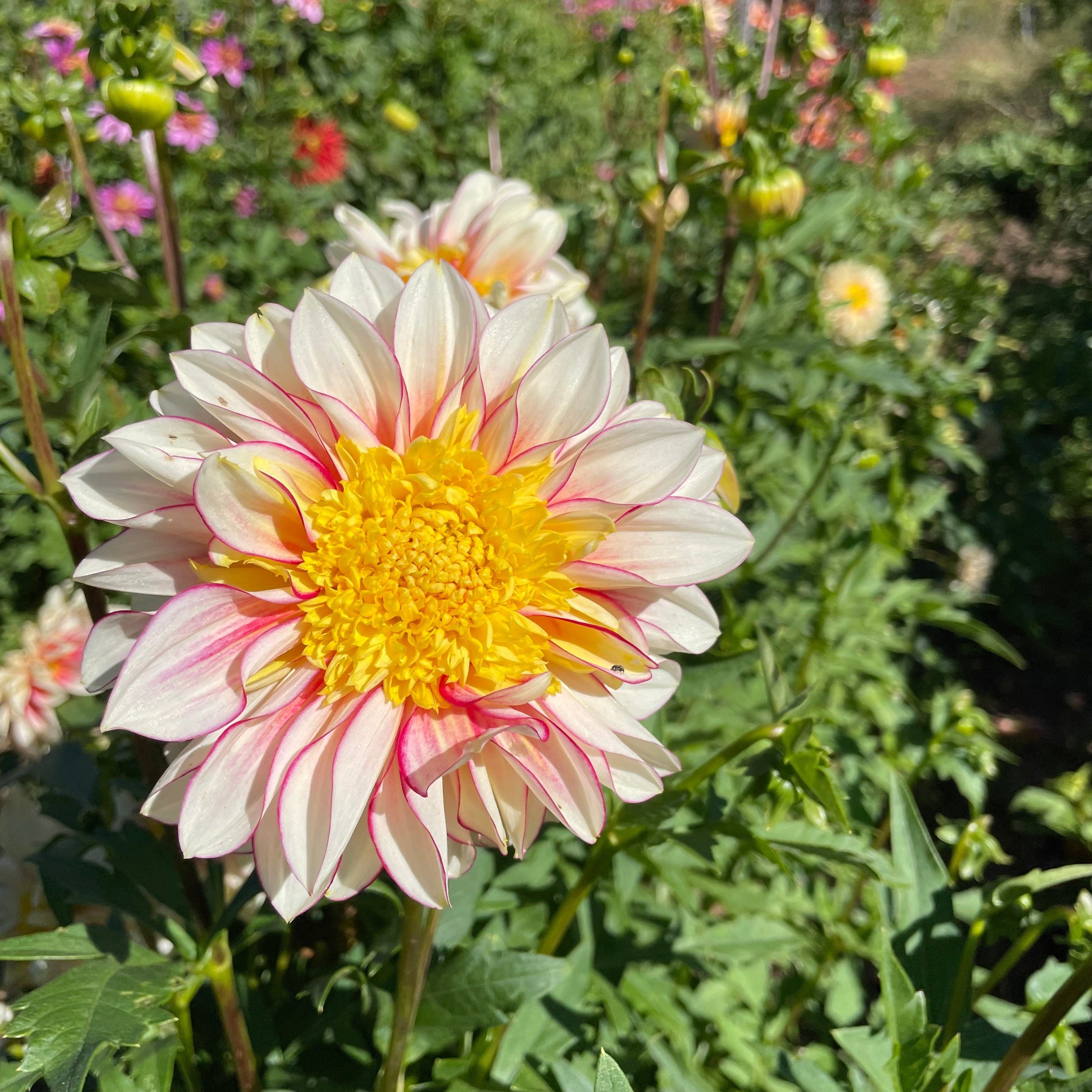 Polka Dahlia Tuber – Hudson Valley Seed Company