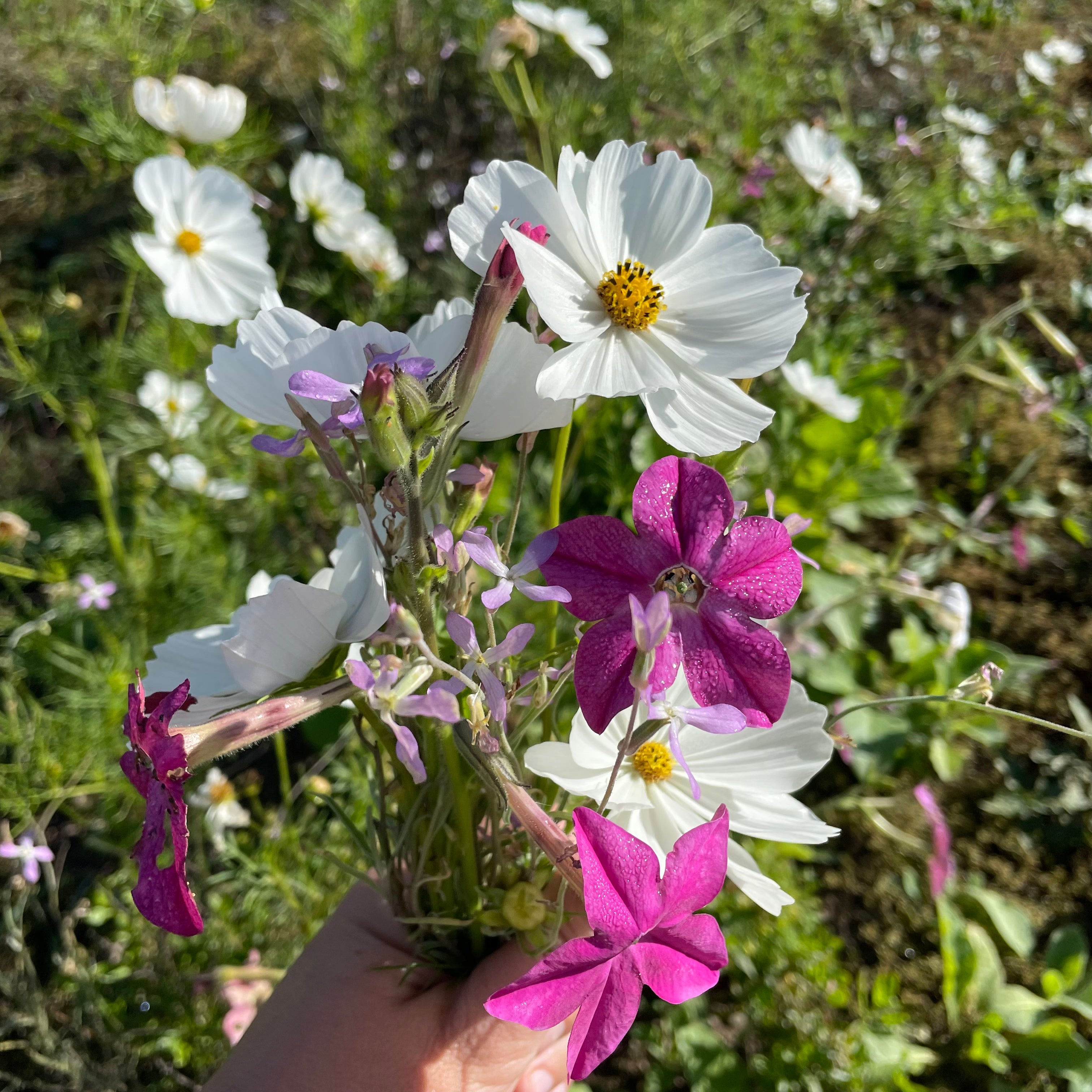 Midnight Garden Flower Mix | Hudson Valley Seed Company