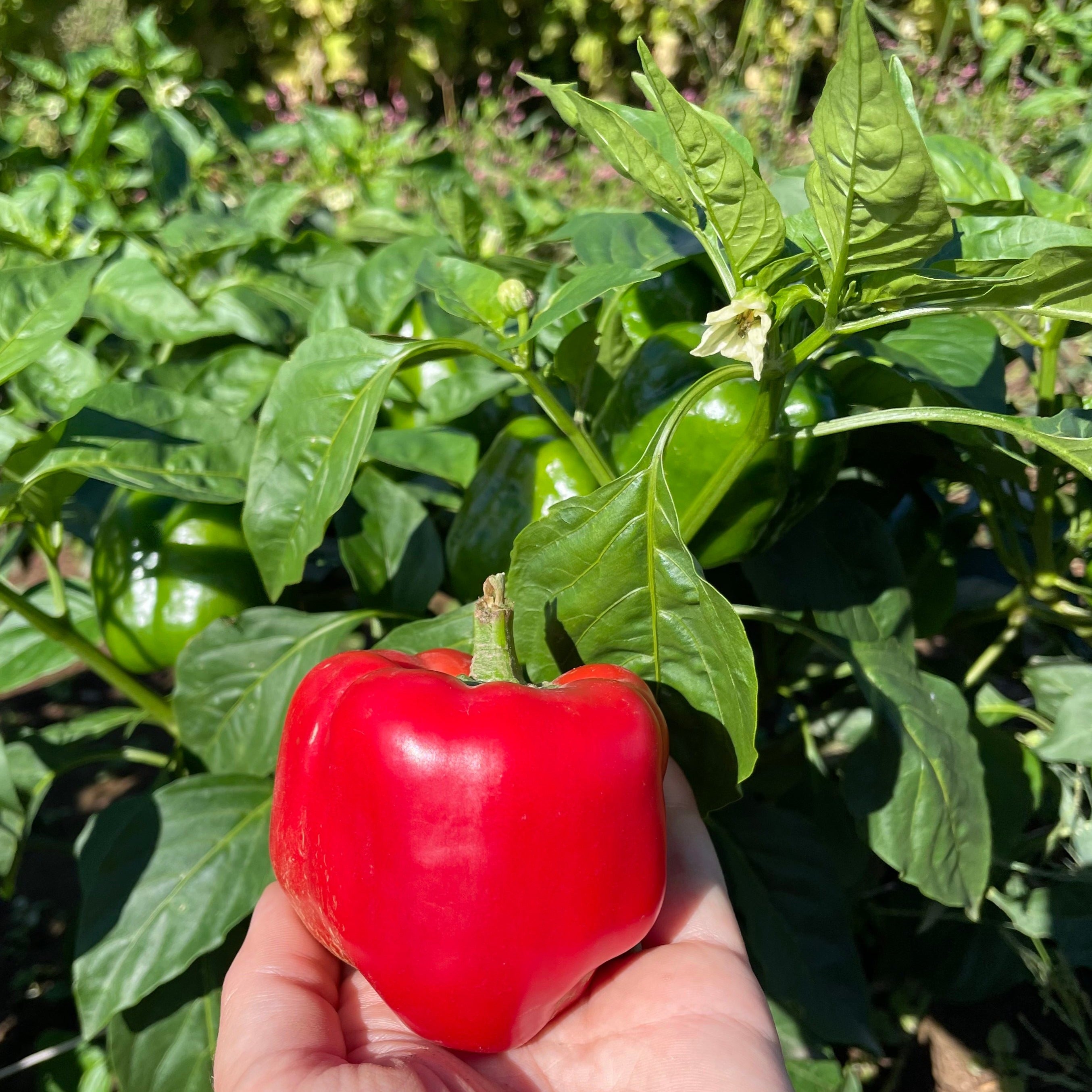 King of the North Pepper