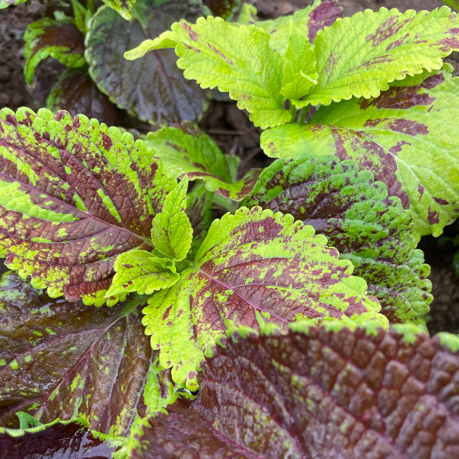 Rainbow Mix Coleus Seedlings