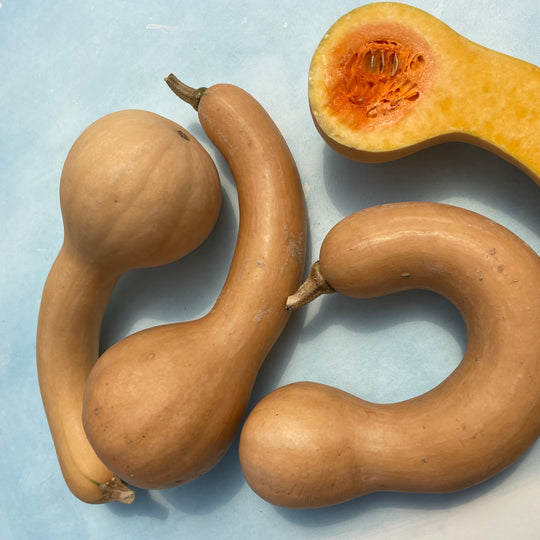 Canada Crookneck Squash vendor-unknown