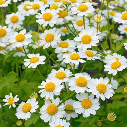 feverfew flower seeds Feverfew