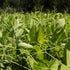 Field Pea Cover Crop Seed vendor-unknown