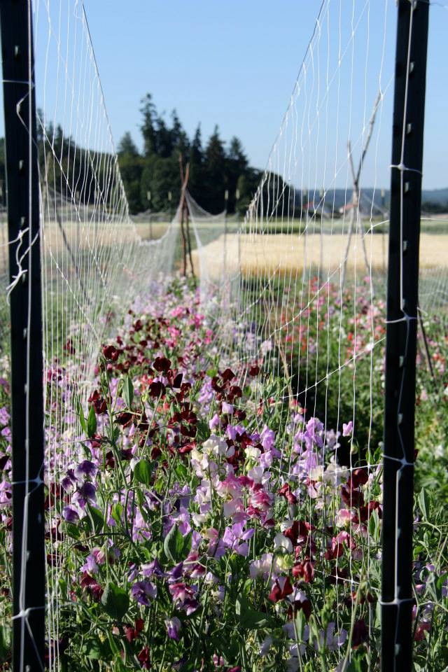 Finnriver Sweet Pea vendor-unknown