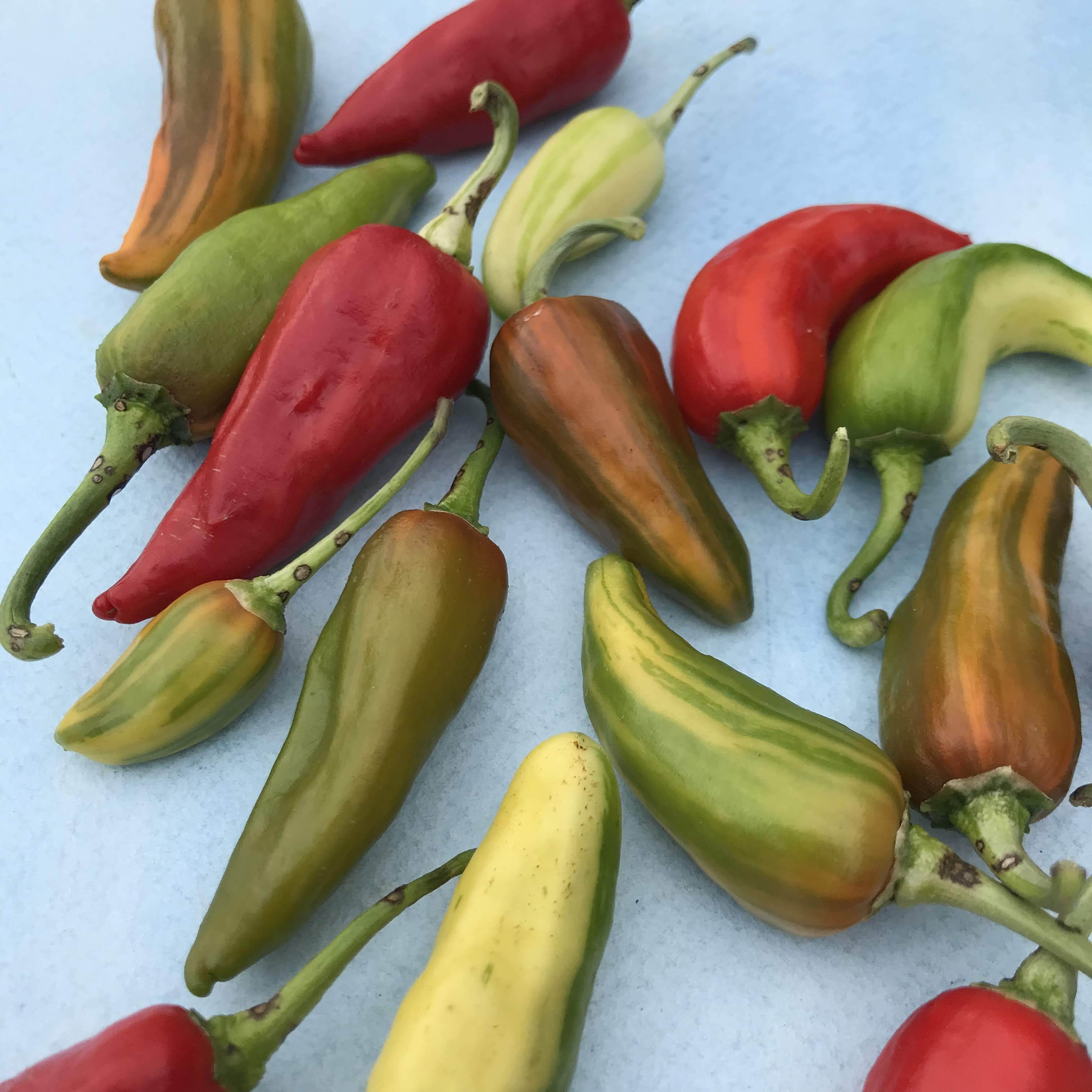 Fish Hot Pepper vendor-unknown