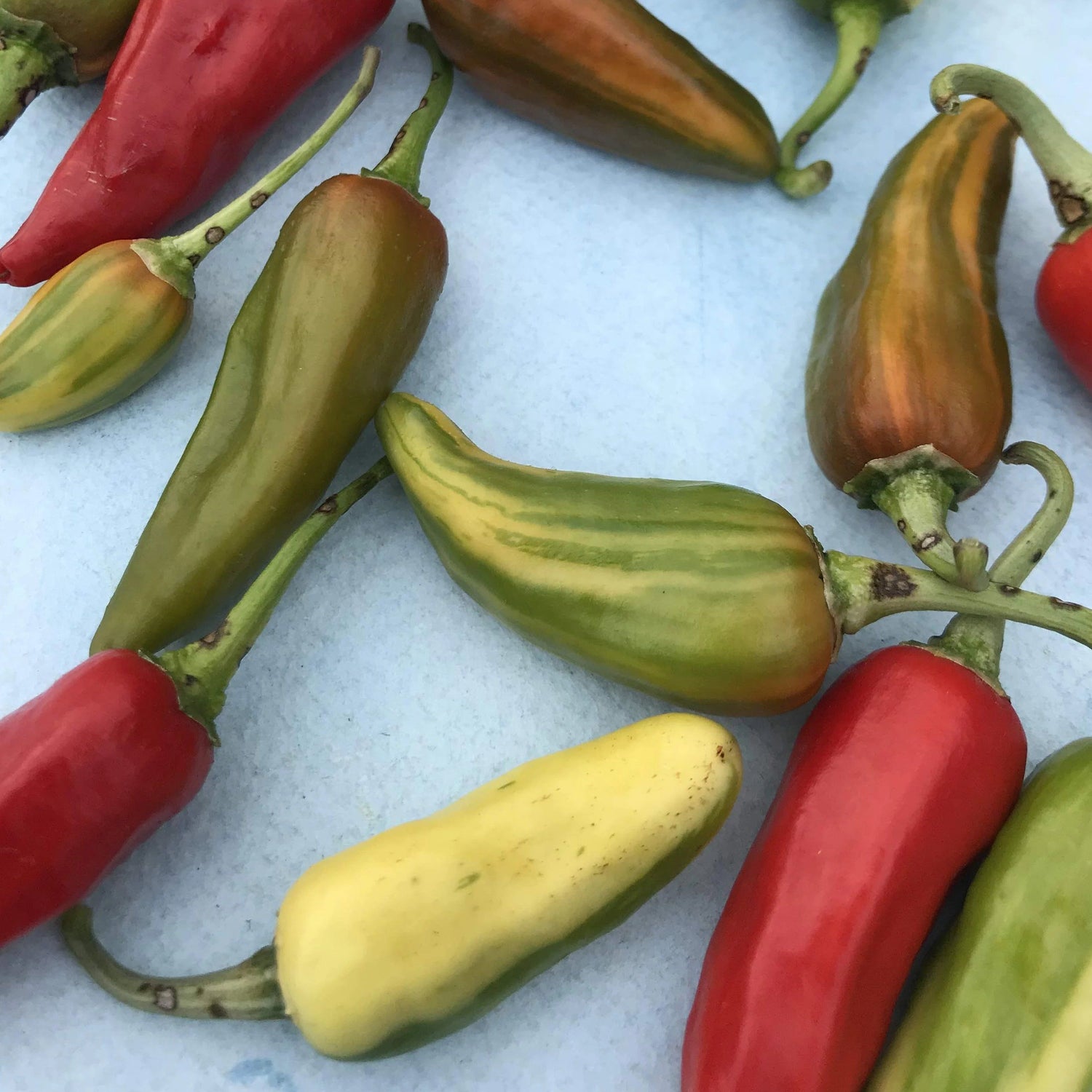 Fish Hot Pepper vendor-unknown