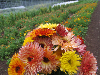 Flashback Calendula Mix vendor-unknown