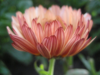 Flashback Calendula Mix vendor-unknown